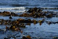 Greenish-Brown Sea Kelp and Waves Royalty Free Stock Photo