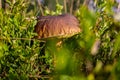 A large, plump mushroom, the Boletus edulis. Royalty Free Stock Photo