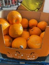 Halloween pumpkins for sale in a shop