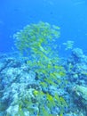 Image of a large school of yellow snapper in a coral reef on Palau Royalty Free Stock Photo