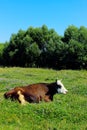 Image of a large spotted cow sleeping in a flower field. Cow, meadow, flowers, blue sky. Royalty Free Stock Photo