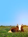Image of a large spotted cow sleeping in a flower field. Cow, meadow, blue sky, vertical view. Royalty Free Stock Photo