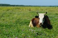 Image of a large spotted cow sleeping in a flower field. Cow, meadow, flowers, blue sky. Royalty Free Stock Photo