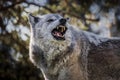 Image of a large timber wolf snarling and baring his impressive teeth.