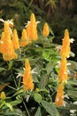 Gardening image of bright yellow flowers on Shrimp plant