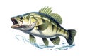Image of largemouth bass fish on a white background. Underwater animals. Illustration, Generative AI Royalty Free Stock Photo