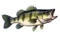 Image of a largemouth bass isolated on white background. Fish. Underwater animals. Generative AI Royalty Free Stock Photo