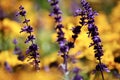 Lavender in close up Royalty Free Stock Photo