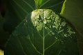 WATER DROPLETS ON TIP OF CAULIFLOWER LEAF Royalty Free Stock Photo