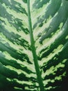 image of a leaf of an ornamental plant with wide green leaf Royalty Free Stock Photo