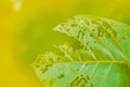 Image of The leaf surface is eaten by insects Royalty Free Stock Photo
