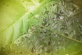 Image of The leaf surface is eaten by insects Royalty Free Stock Photo