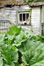 Leafy Green Rhubarb Plant Royalty Free Stock Photo