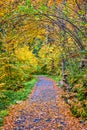 Leaves covering hiking path through woods with trees arching over in peak fall Royalty Free Stock Photo