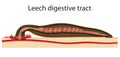 Image for leech digestive tract
