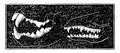 Comparing Teeth of Carnivora and Insectivora Animals, vintage illustration