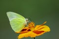 Image of lemon emigrant butterfly Catopsilia pomona is sucking nectar from flowers on a natural background. Insects. Animals