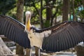 Image of a Lesser adjutant stork.