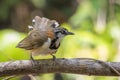 Image of Lesser Necklaced Laughingthrush Garrulax monileger on the tree branch on nature background. Bird. Animals