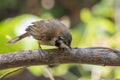 Image of Lesser Necklaced Laughingthrush Garrulax monileger on the tree branch on nature background. Bird. Animals