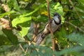 Image of Lesser Necklaced Laughingthrush Garrulax monileger on the tree branch on nature background. Bird. Animals