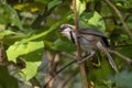 Image of Lesser Necklaced Laughingthrush Garrulax monileger on the tree branch on nature background. Bird. Animals