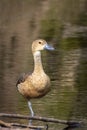 Image of lesser whistling duck or also indian whistling duck Dendrocygna javanica on nature background. Bird, Animals