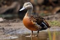 Image of a lesser whistling duck on natural background. Wild Animals. Winged animal. illustration. Generative AI