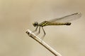Image of Libellago lineata lineata dragonfly on dry branches. Royalty Free Stock Photo