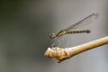 Image of Libellago lineata lineata dragonfly on dry branches. Royalty Free Stock Photo