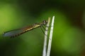 Image of Libellago lineata lineata dragonfly.
