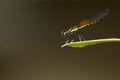 Image of Libellago lineata lineata dragonfly. Royalty Free Stock Photo