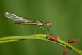 Image of Libellago lineata lineata dragonfly. Royalty Free Stock Photo