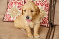 Light brown golden retriever puppy panting on deck furniture Royalty Free Stock Photo