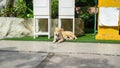 Image of a light brown stray dog ??lying in front of a small billboard.