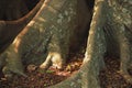 VIEW OF ROOTS OF STRANGLER FIG TREE Royalty Free Stock Photo