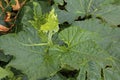 LIGHT GREEN TENDER YOUNG SQUASH LEAVES EMERGING