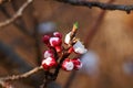 CLUSTER OF FRUIT TREE BLOSSOMS ON THE VERGE OF OPENING