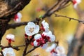 CLUSTER OF FRUIT TREE BLOSSOMS OPENING