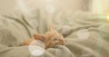 Image of light spots over pet cat lying in bed Royalty Free Stock Photo