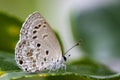 Image of The Lime Blue butterflyChilades lajus lajus Stoll, Royalty Free Stock Photo