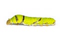 Image of lime butterfly caterpillar isolated on white background. Insect. Animal. Green worm