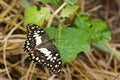 Image of The Lime Butterfly on green leaves. Insect Animal Royalty Free Stock Photo