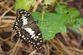 Image of The Lime Butterfly on green leaves. Insect Animal. Royalty Free Stock Photo