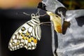 Image of The Lime Butterfly on nature background. Insect Animal Royalty Free Stock Photo