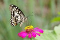 Image of The Lime Butterfly on nature background. Insect Animal