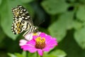 Image of The Lime Butterfly on nature background. Insect Royalty Free Stock Photo