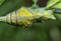 Lime butterfly Papilio demoleus pupae Royalty Free Stock Photo