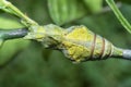 Lime butterfly Papilio demoleus pupae