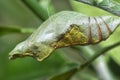 Lime butterfly Papilio demoleus pupae